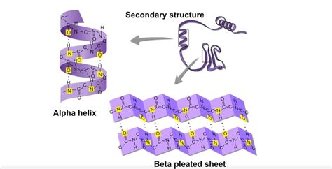 4.2: Secondary Structure and Loops .